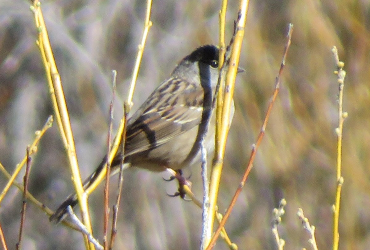 Golden-crowned Sparrow - ML618280568