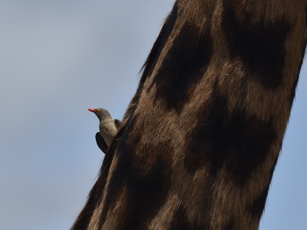 Red-billed Oxpecker - ML618280569