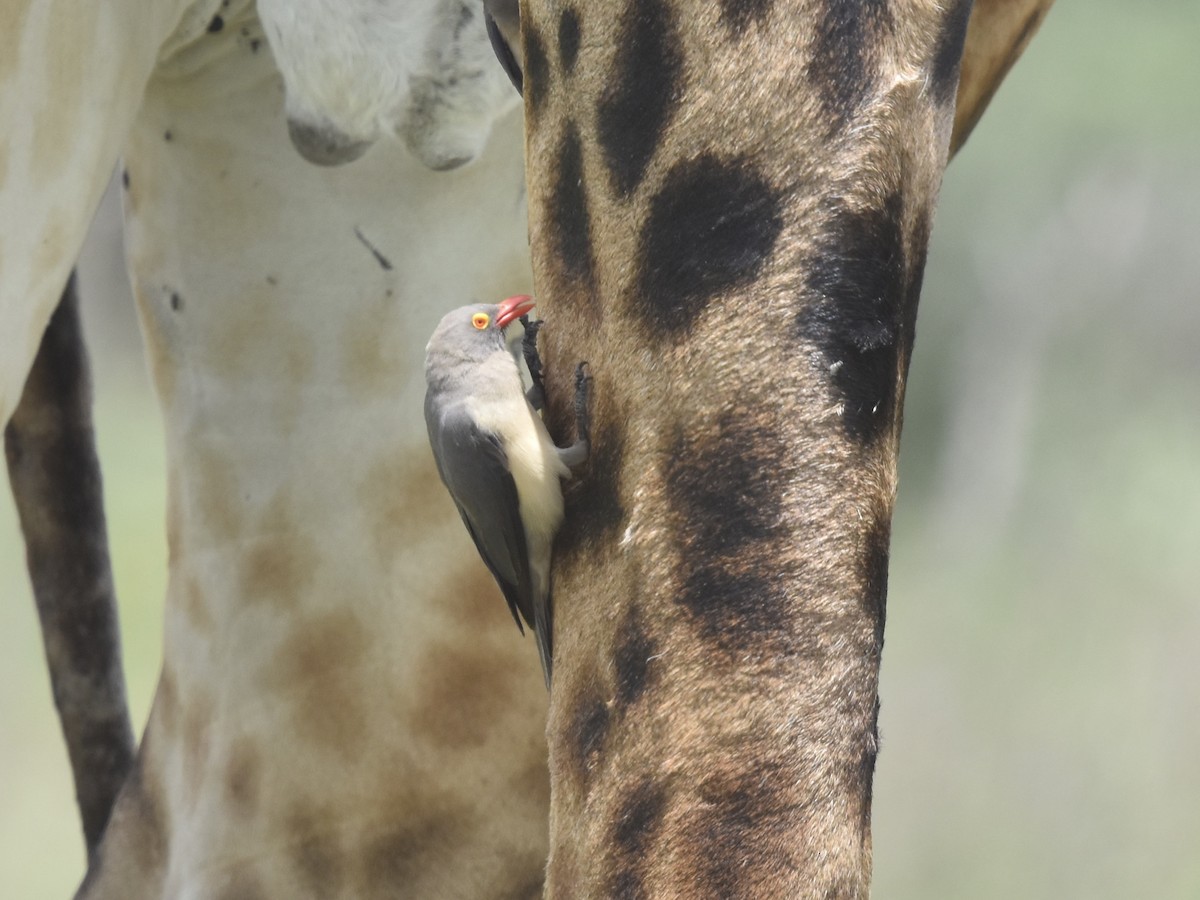 Red-billed Oxpecker - ML618280570