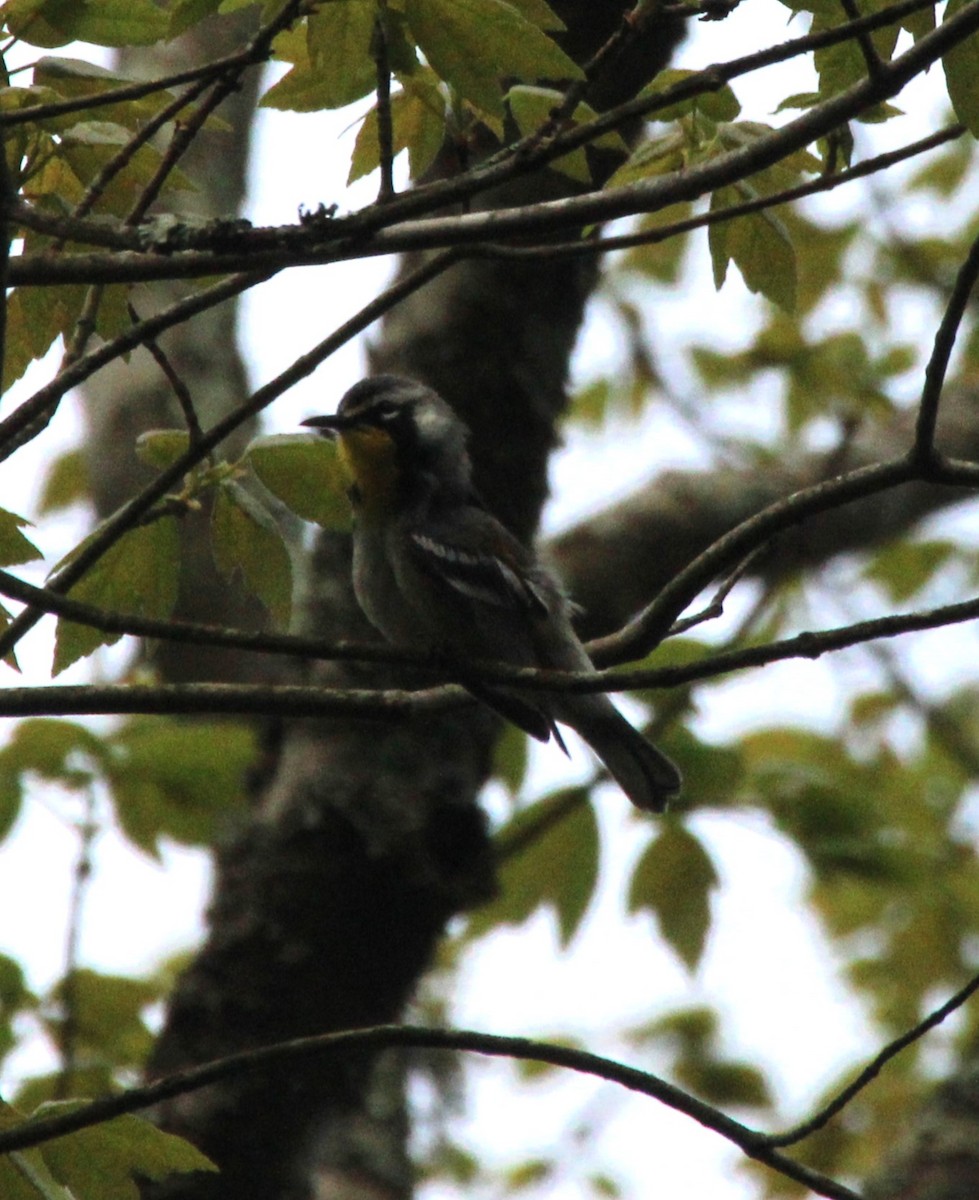 Yellow-throated Warbler - ML618280575