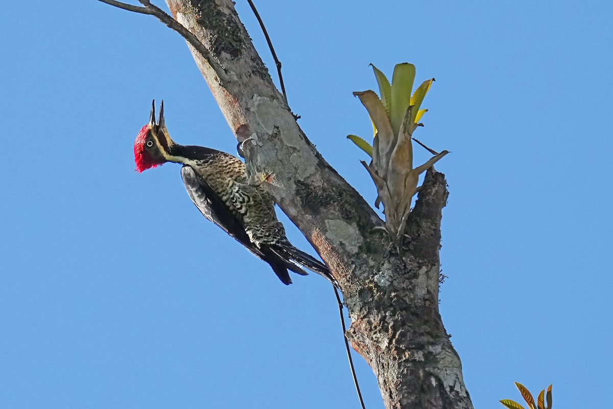 Lineated Woodpecker - ML618280584