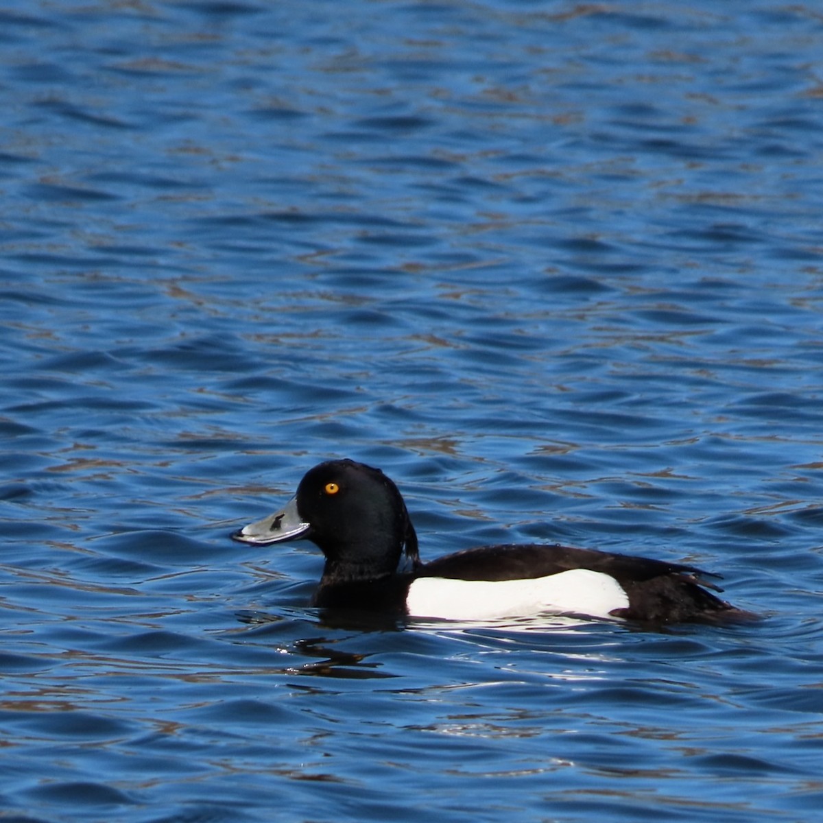 Tufted Duck - ML618280585