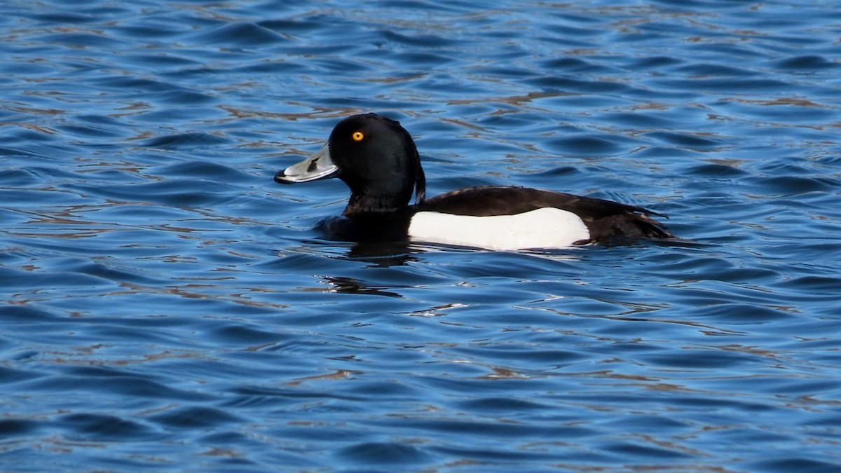 Tufted Duck - ML618280586