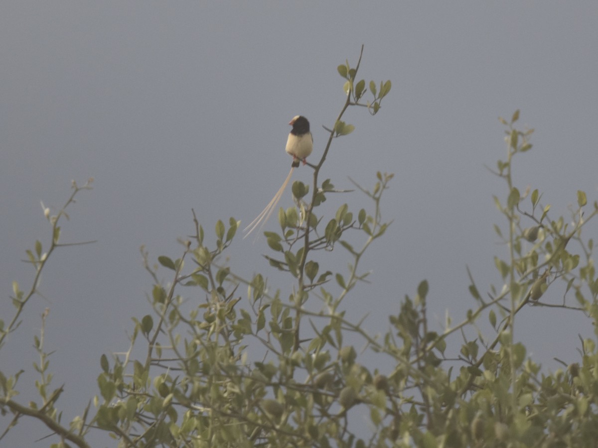 Straw-tailed Whydah - ML618280621