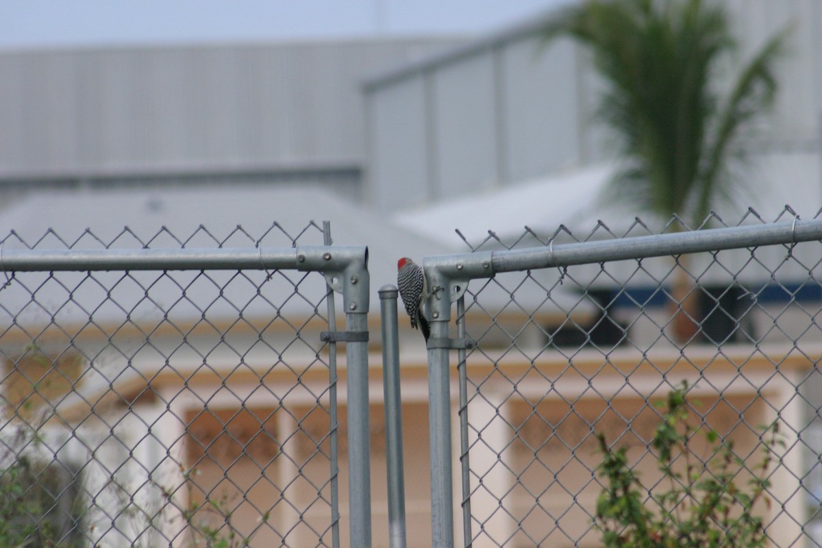 Red-bellied Woodpecker - ML618280632