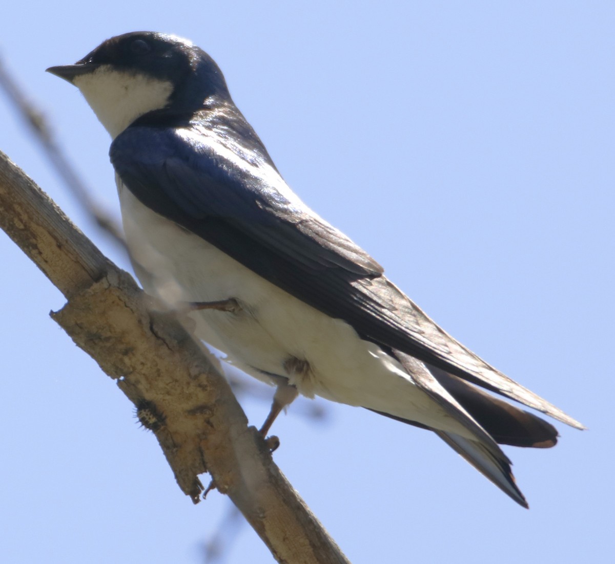 Tree Swallow - ML618280636