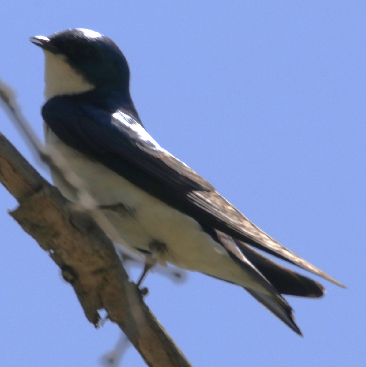 Tree Swallow - Barry Spolter