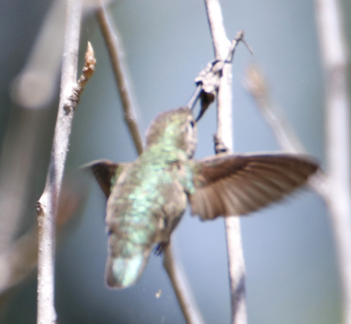Anna's Hummingbird - Barry Spolter