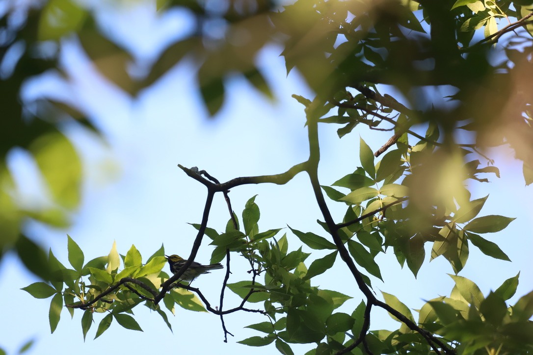 Black-throated Green Warbler - ML618280693