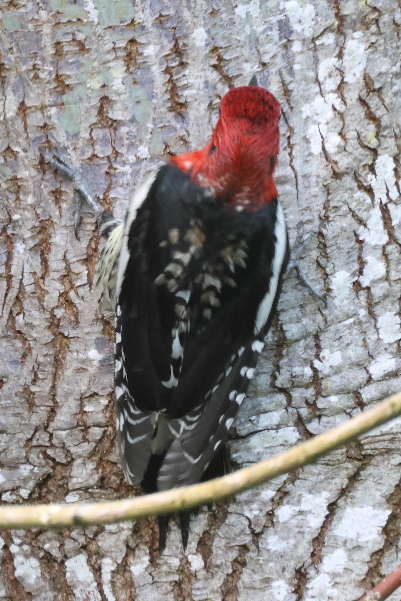 Red-breasted Sapsucker - ML618280703