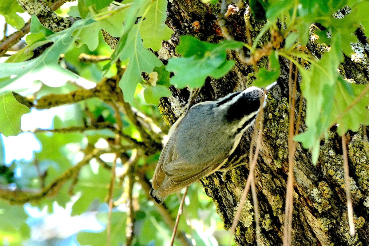 Red-breasted Nuthatch - ML618280705