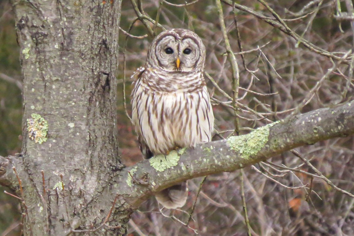 Barred Owl - ML618280720