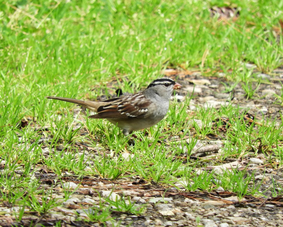 White-crowned Sparrow - ML618280734