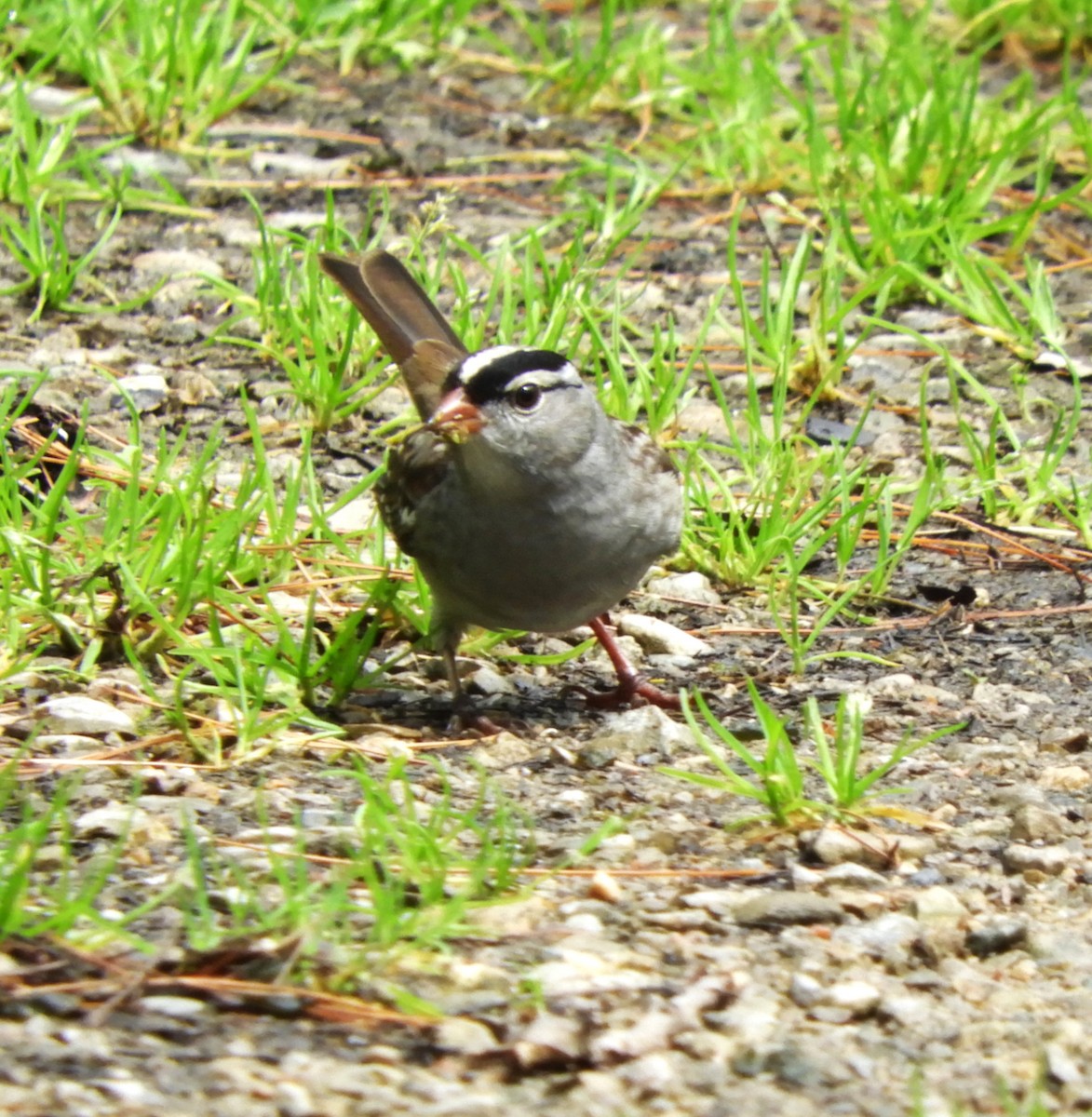 White-crowned Sparrow - ML618280737