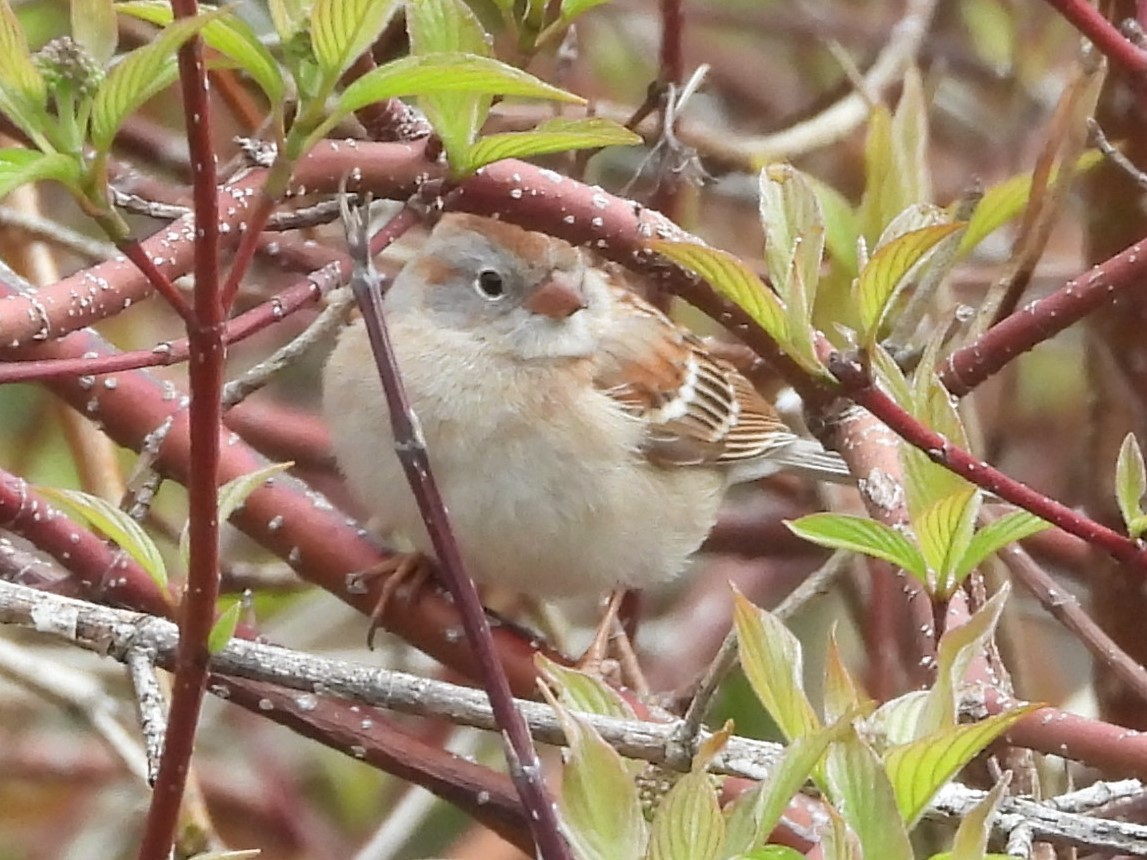 Field Sparrow - Brenda Aburto