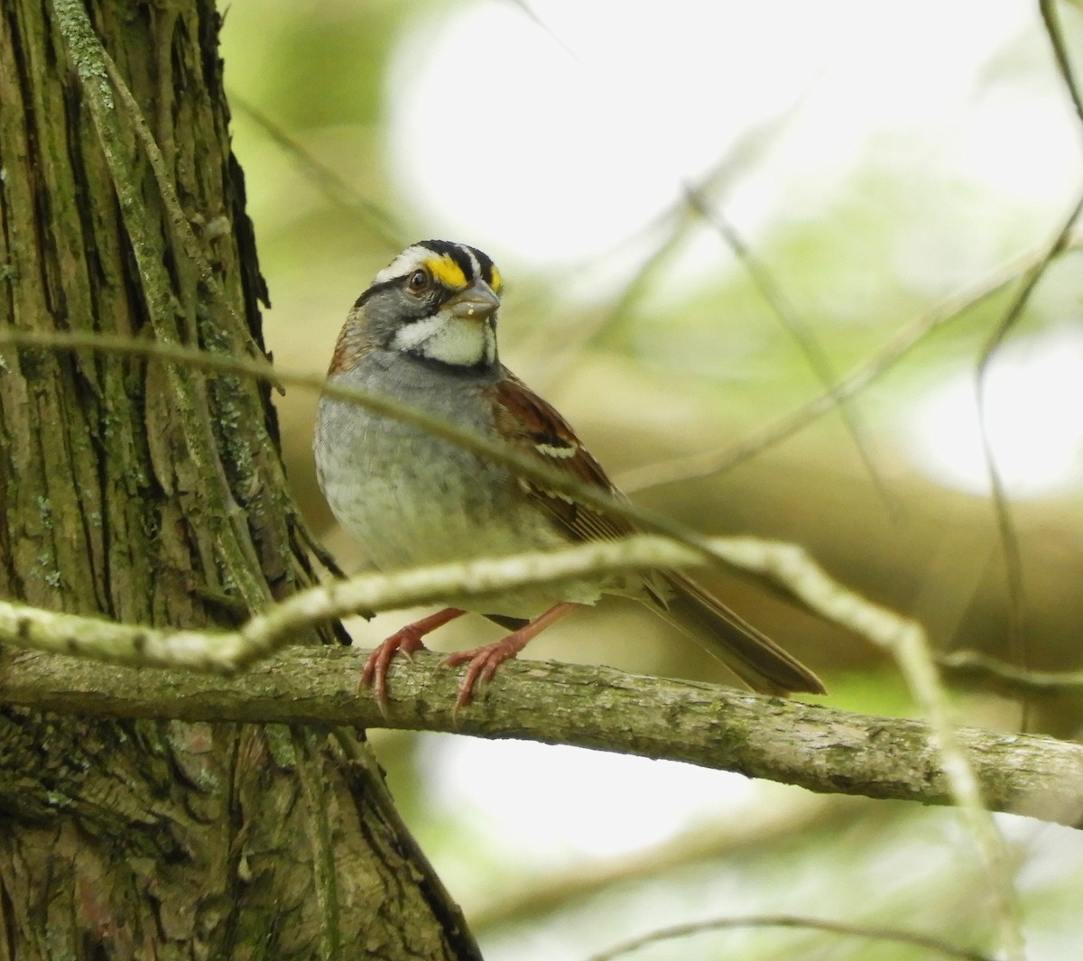 White-throated Sparrow - ML618280749