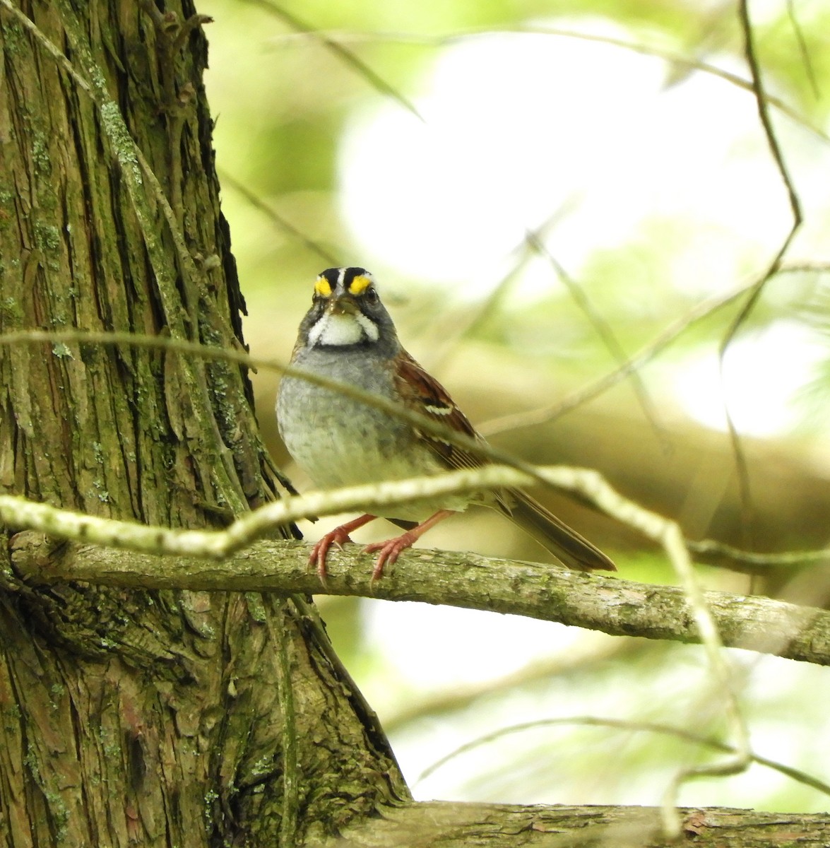 White-throated Sparrow - Becky Kitto