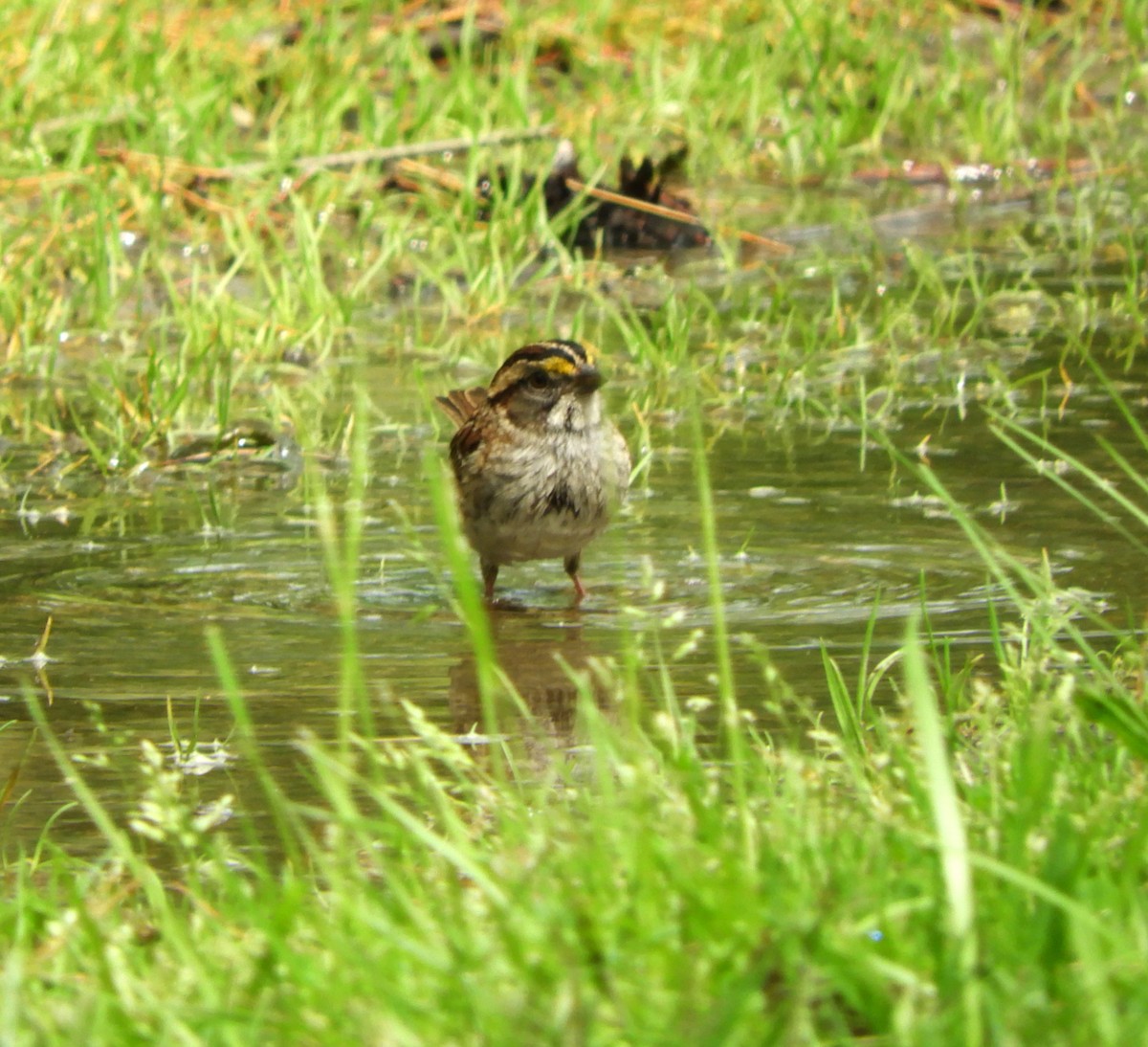White-throated Sparrow - ML618280758