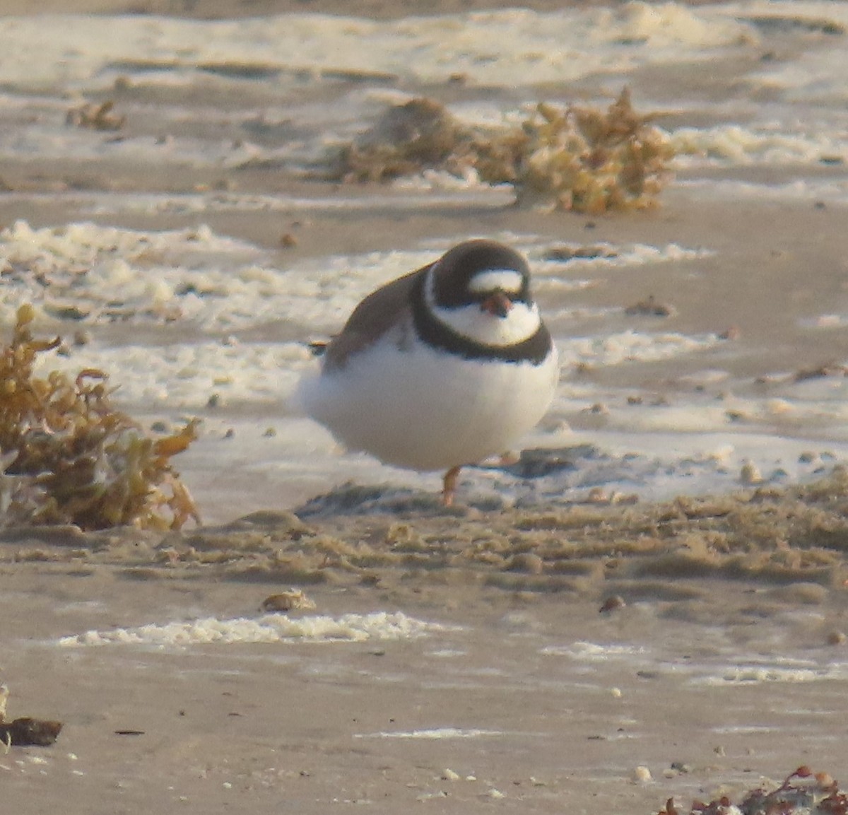 Semipalmated Plover - Darcy Juday