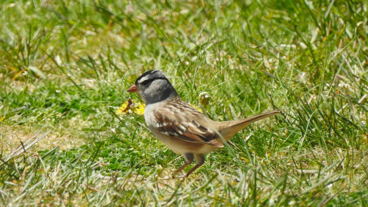 White-crowned Sparrow - Vincent Glasser