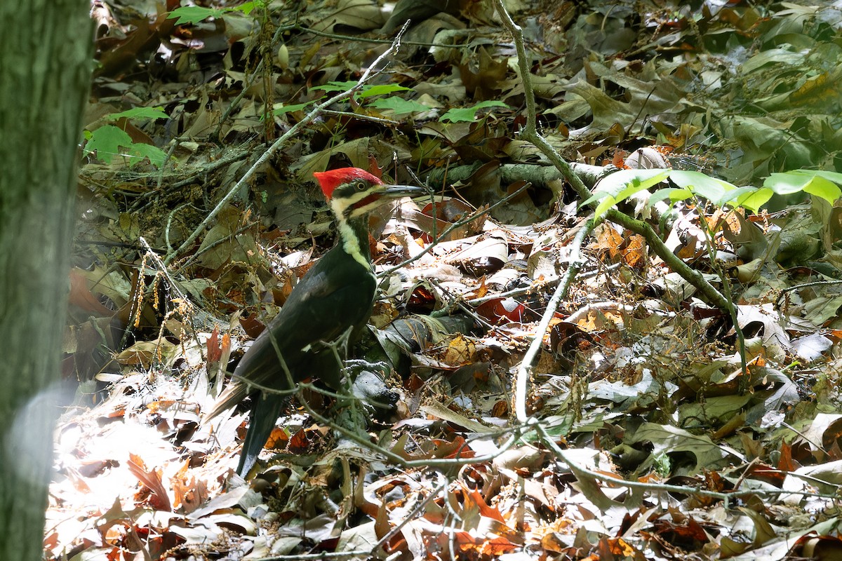 Pileated Woodpecker - ML618280808
