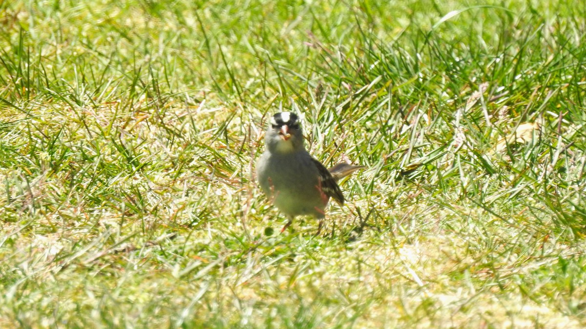 White-crowned Sparrow - Vincent Glasser