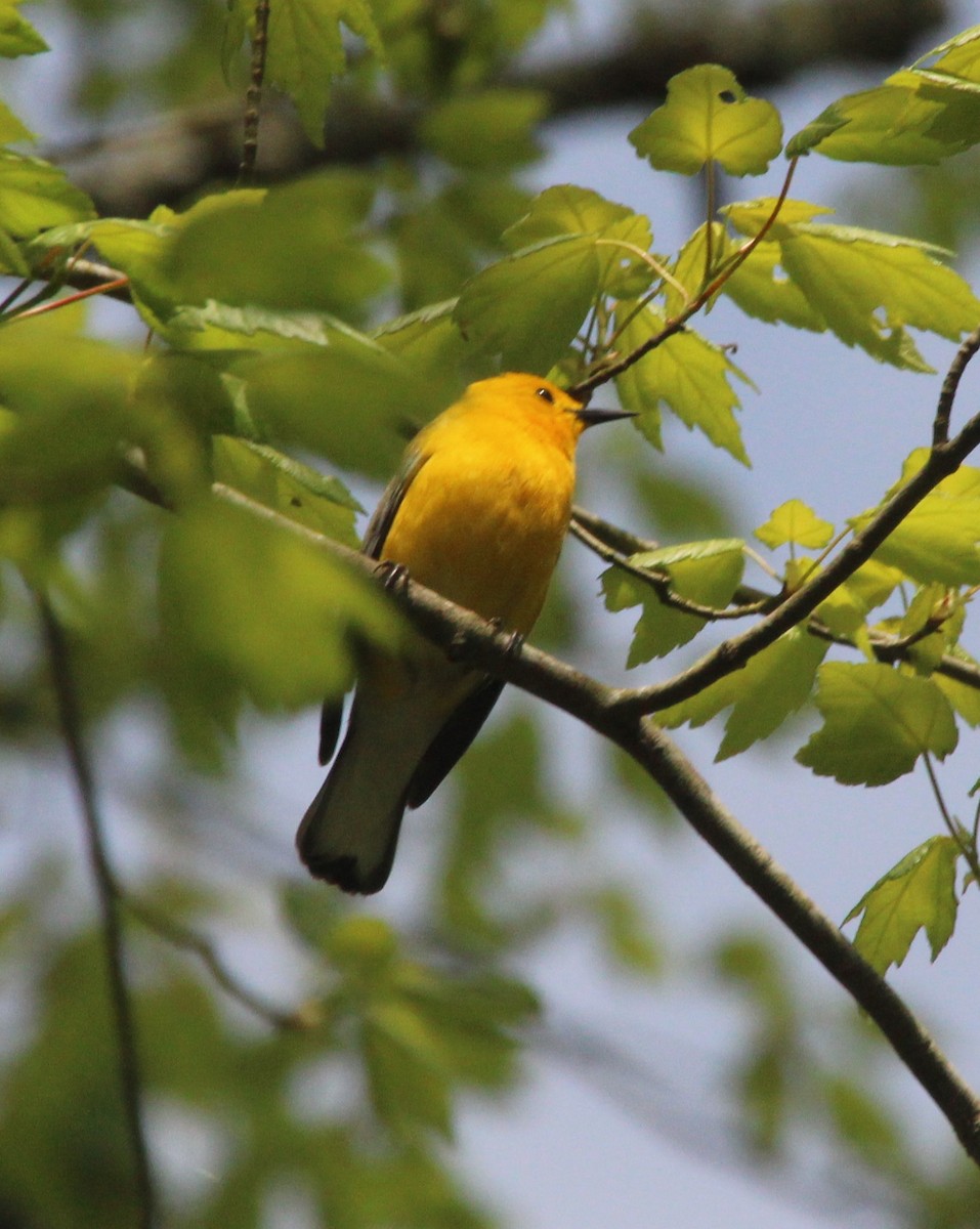 Prothonotary Warbler - ML618280858