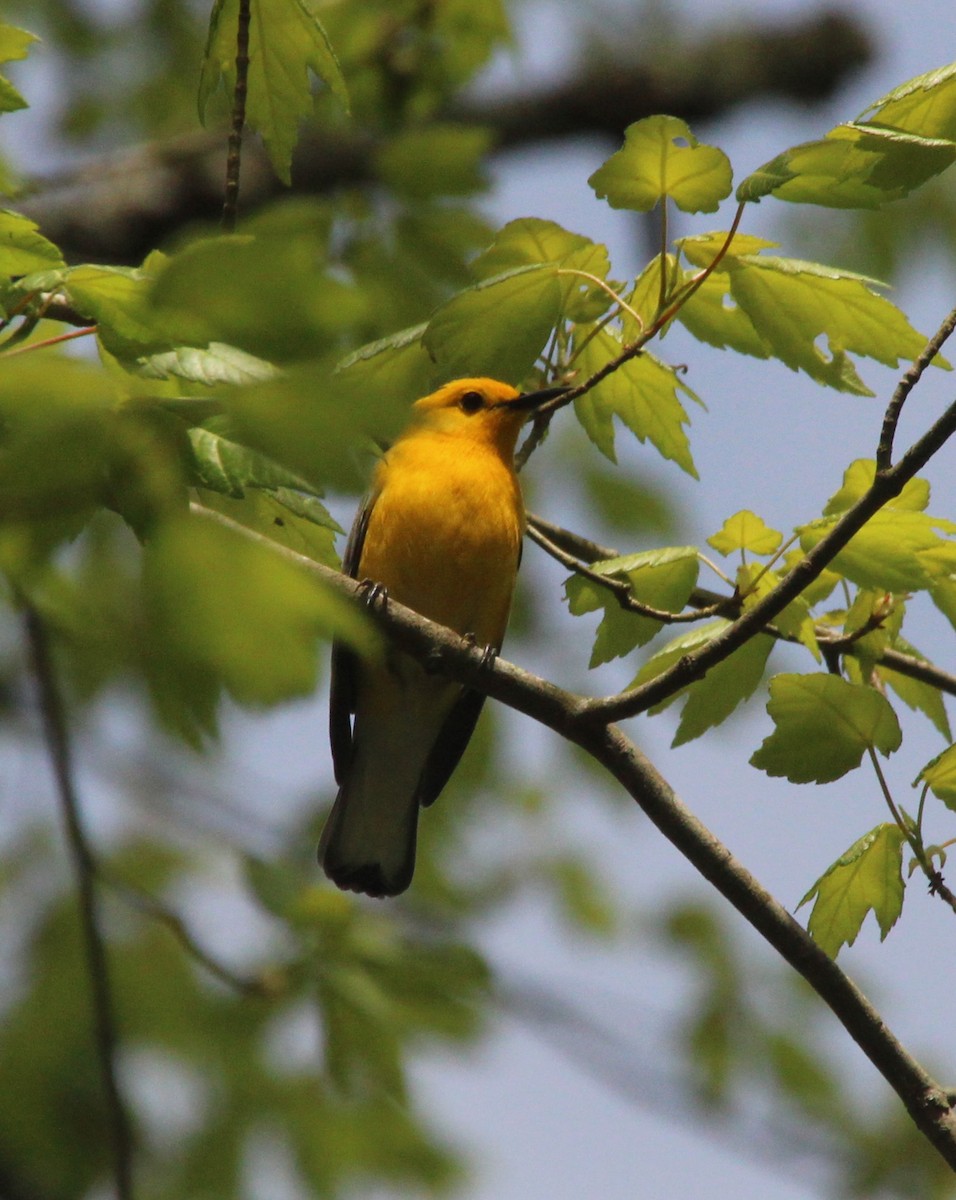 Prothonotary Warbler - ML618280859