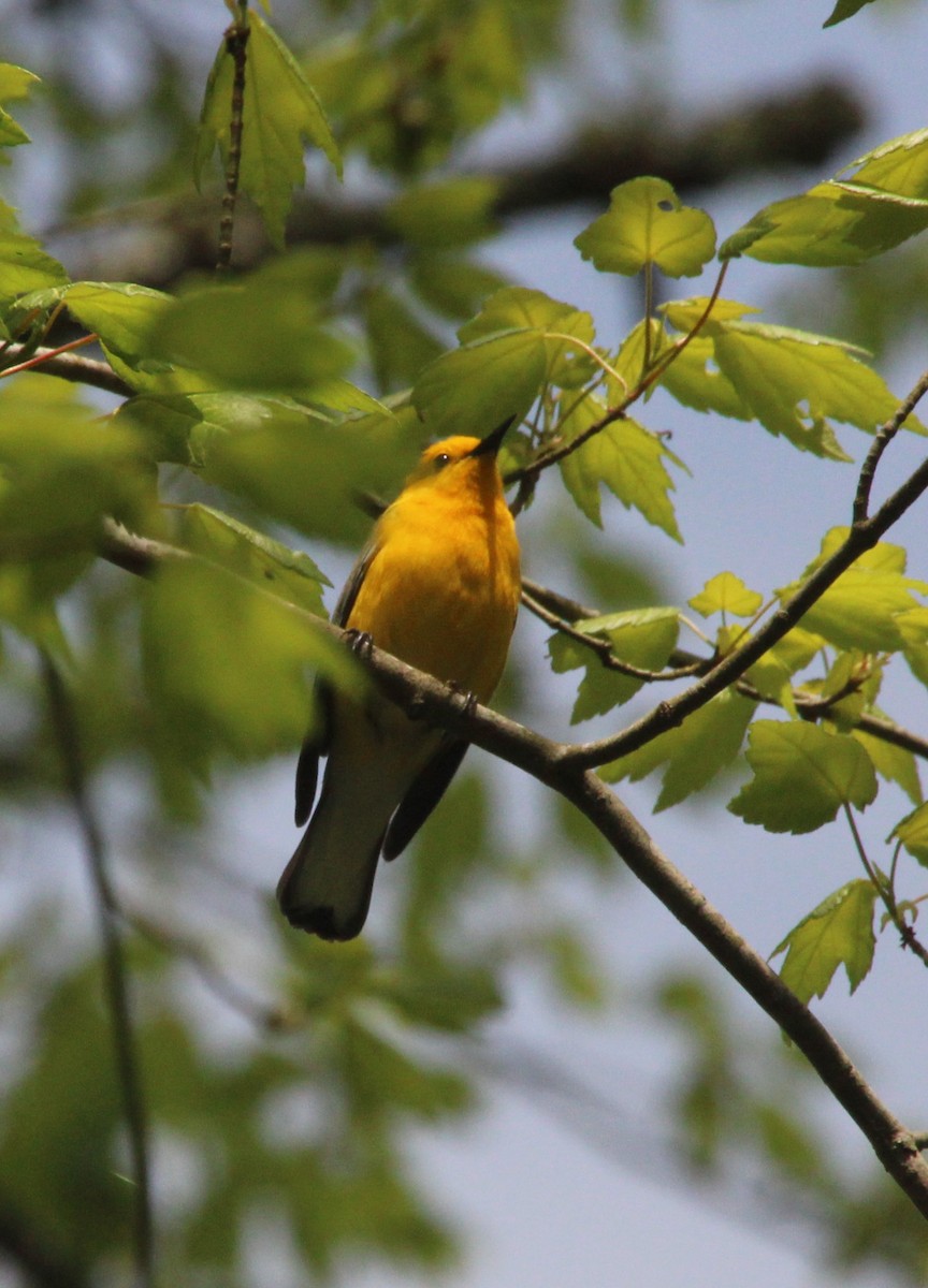 Prothonotary Warbler - ML618280860