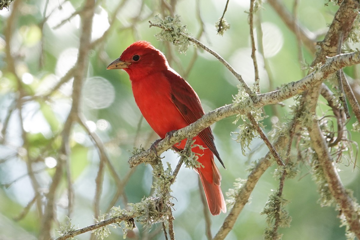 Summer Tanager - Michon Floreani