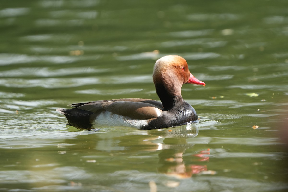 Red-crested Pochard - Michael Walter