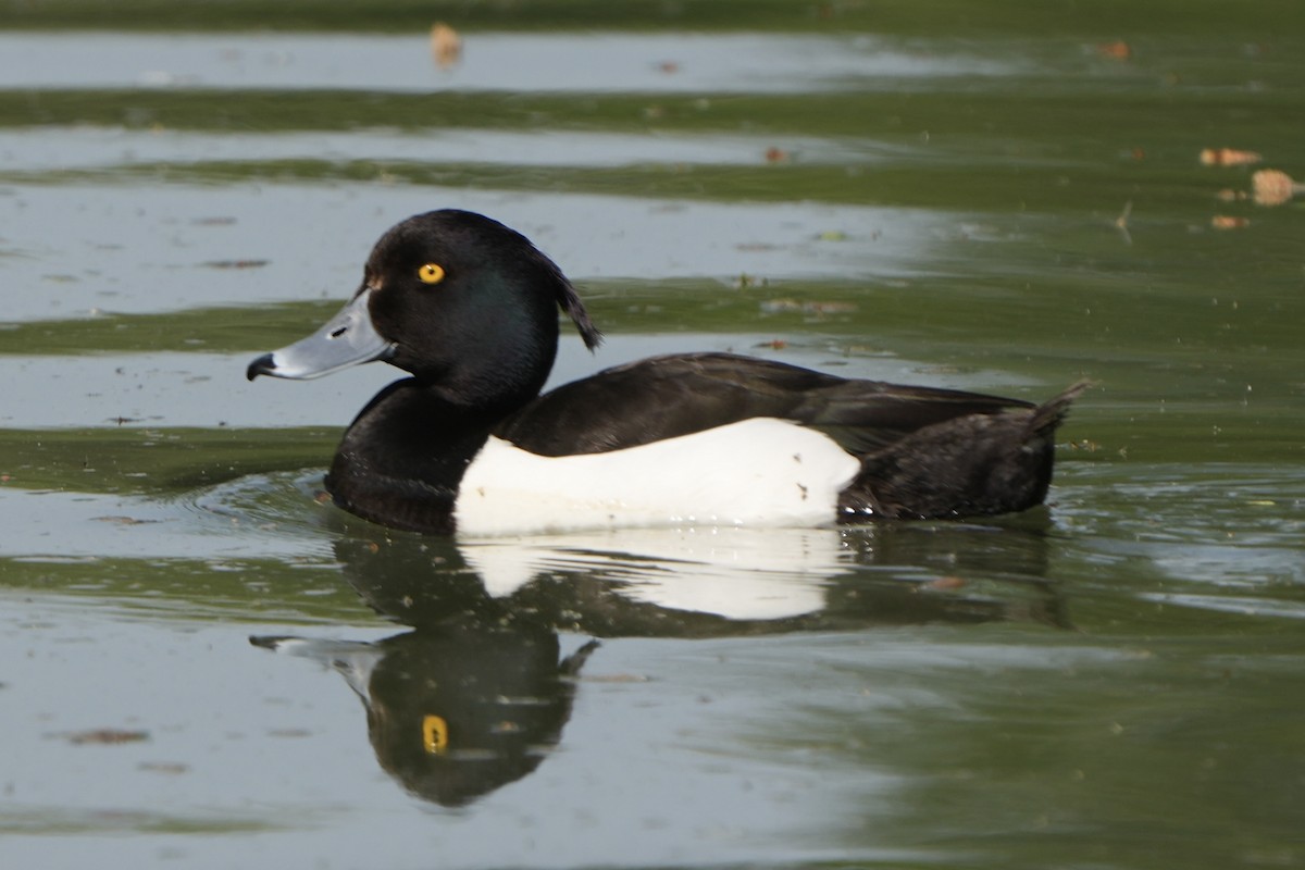 Tufted Duck - ML618280966