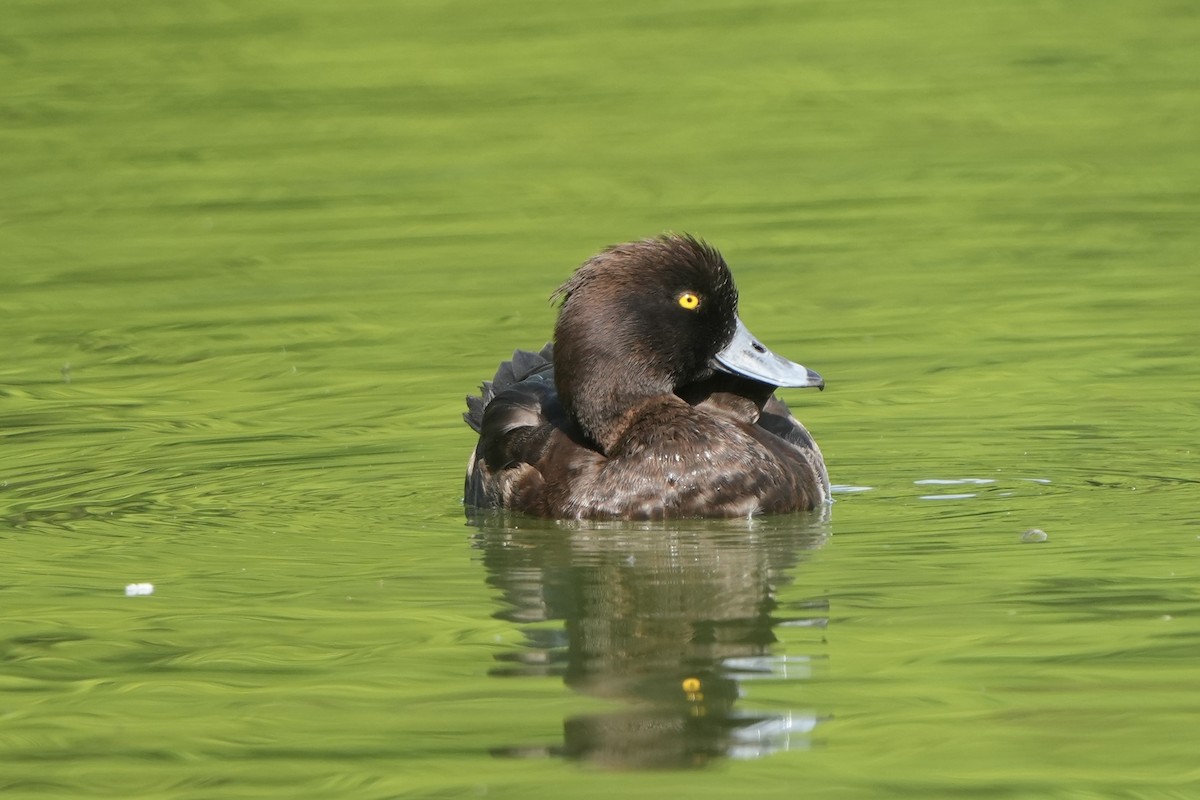 Tufted Duck - Michael Walter