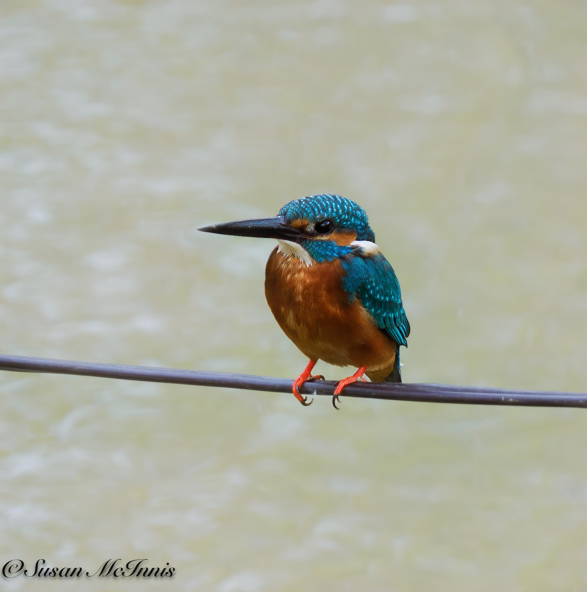 Common Kingfisher - Susan Mac