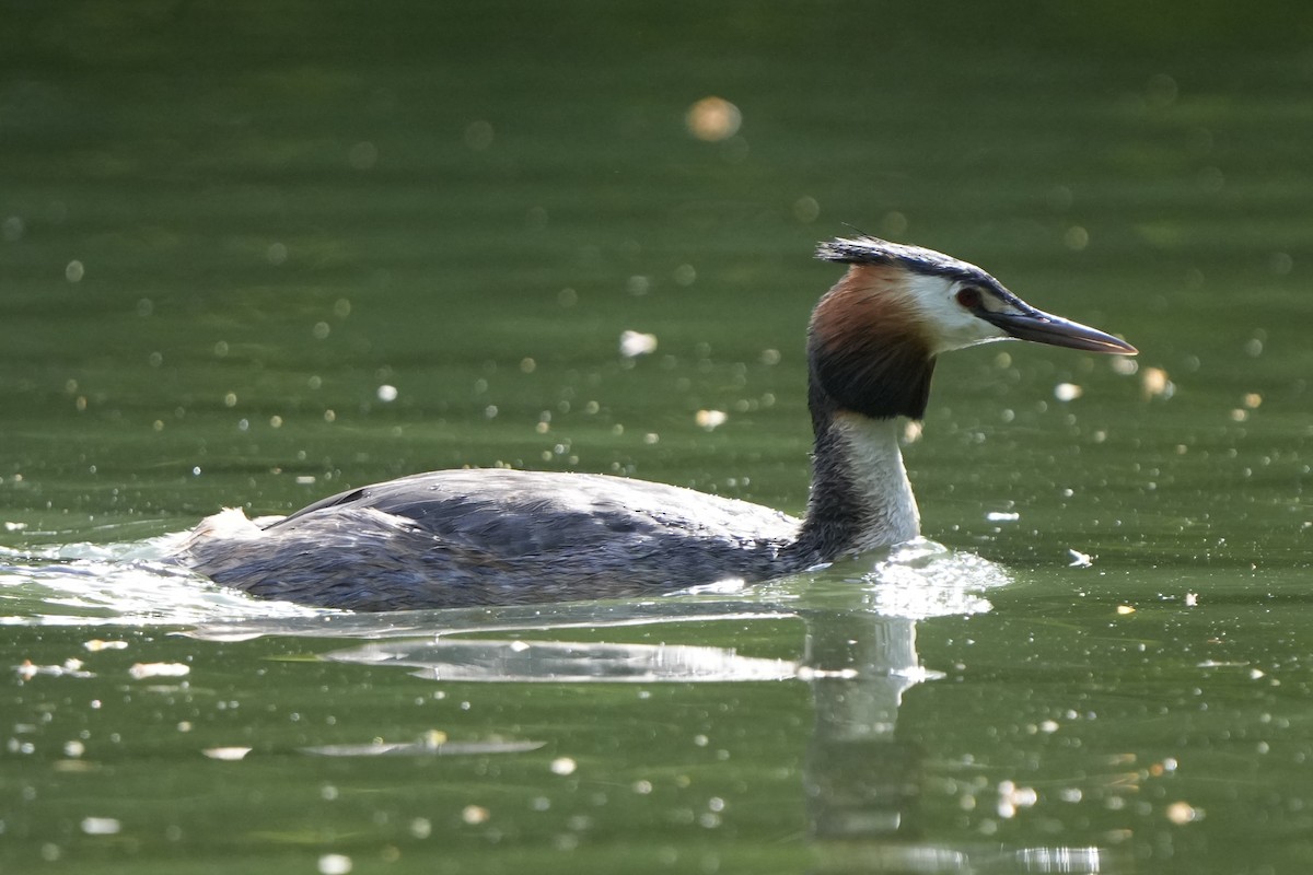 Great Crested Grebe - Michael Walter