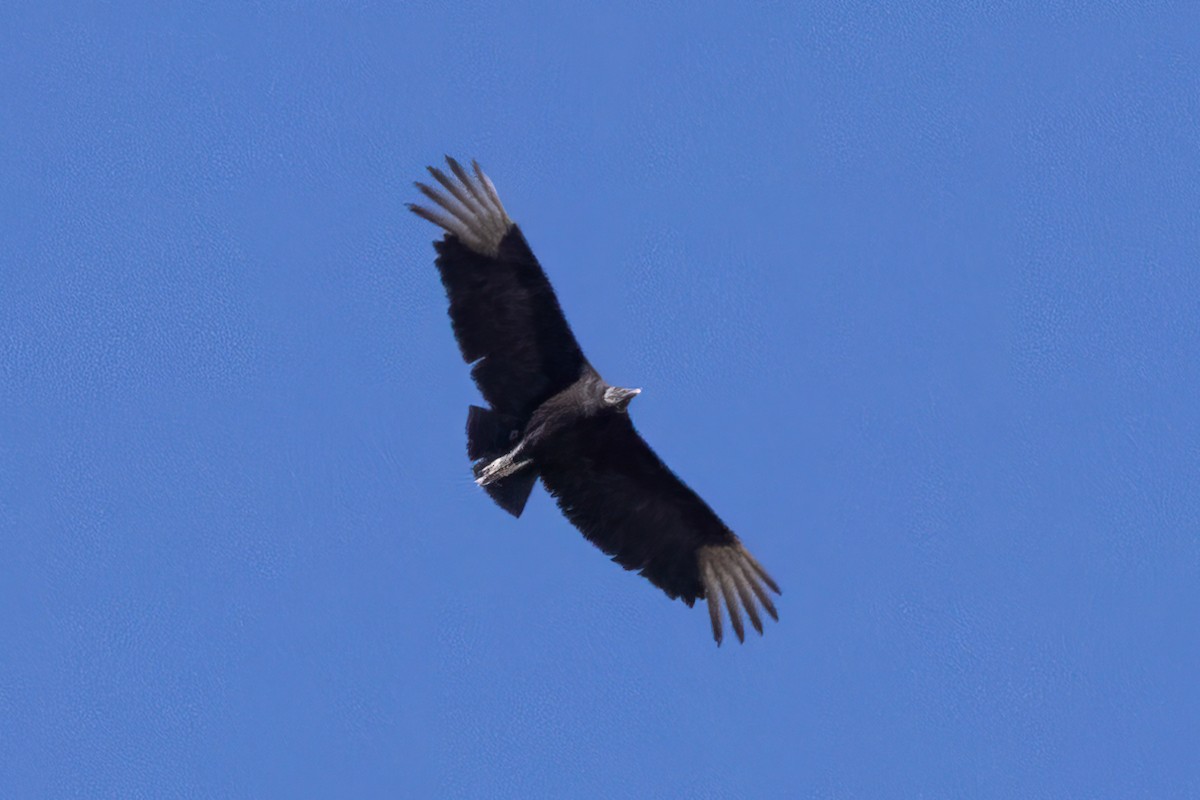 Black Vulture - ML618281002