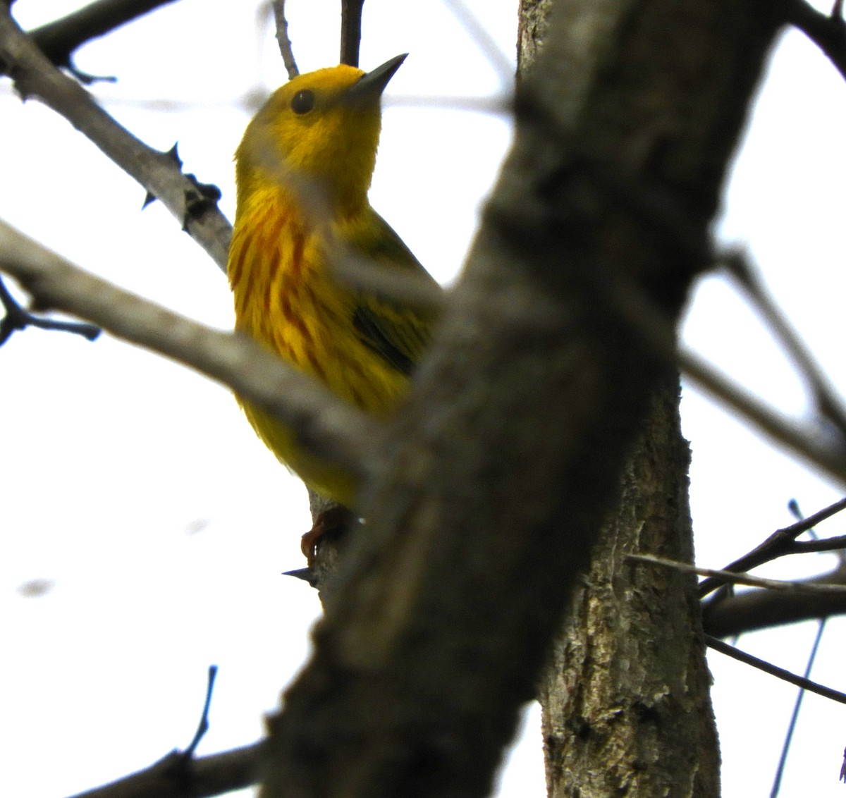 Yellow Warbler - ML618281004