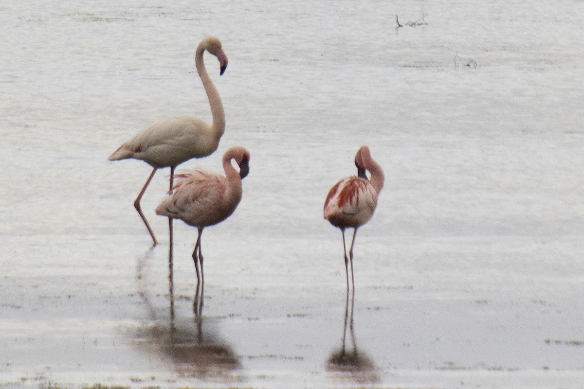 Lesser Flamingo - ML618281008