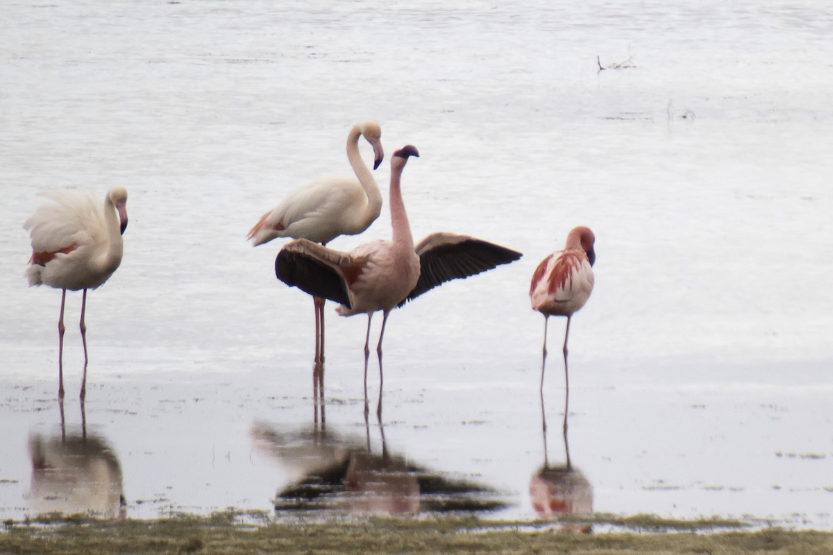 Lesser Flamingo - Fernando Alonso
