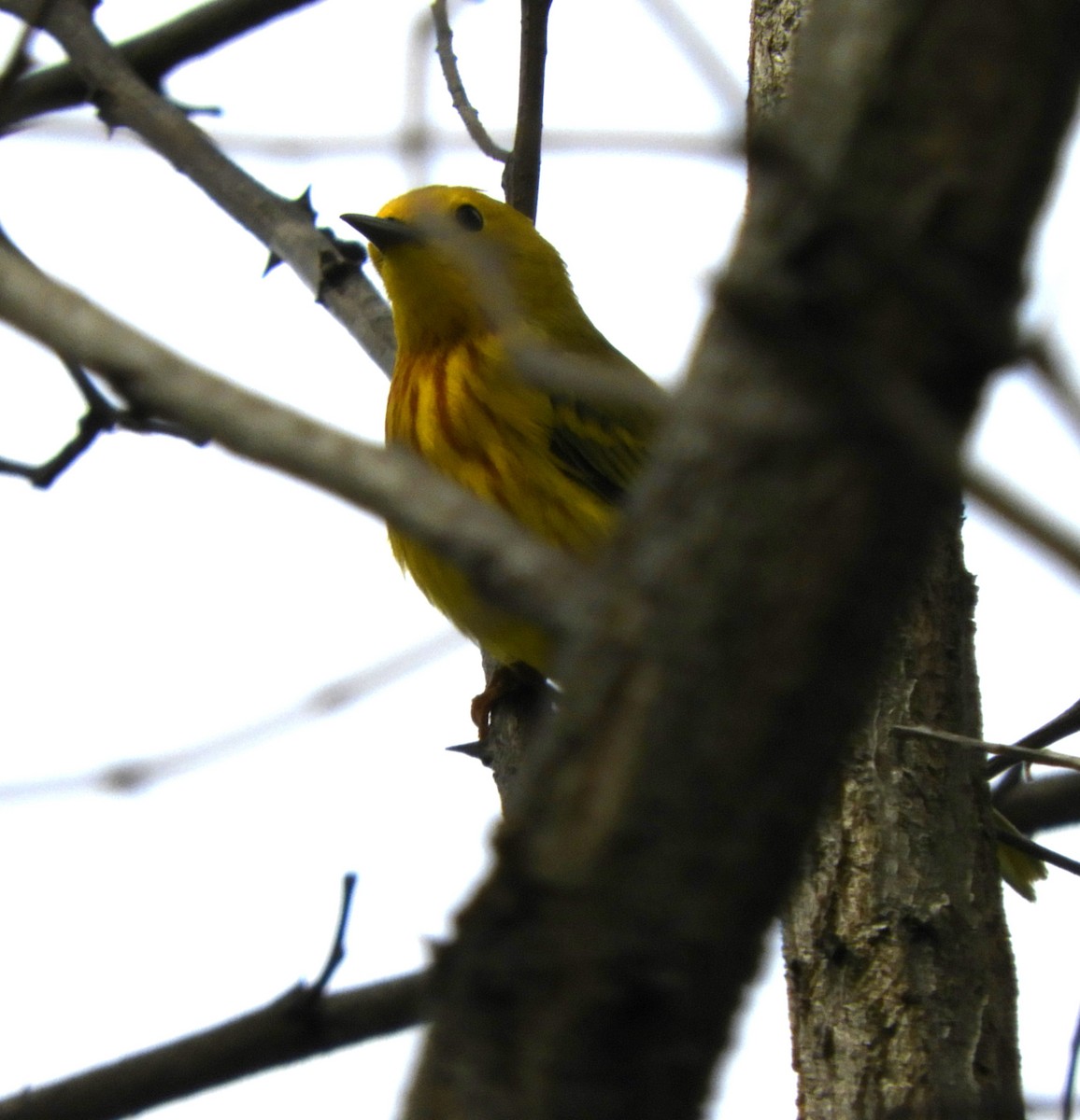 Yellow Warbler - Becky Kitto