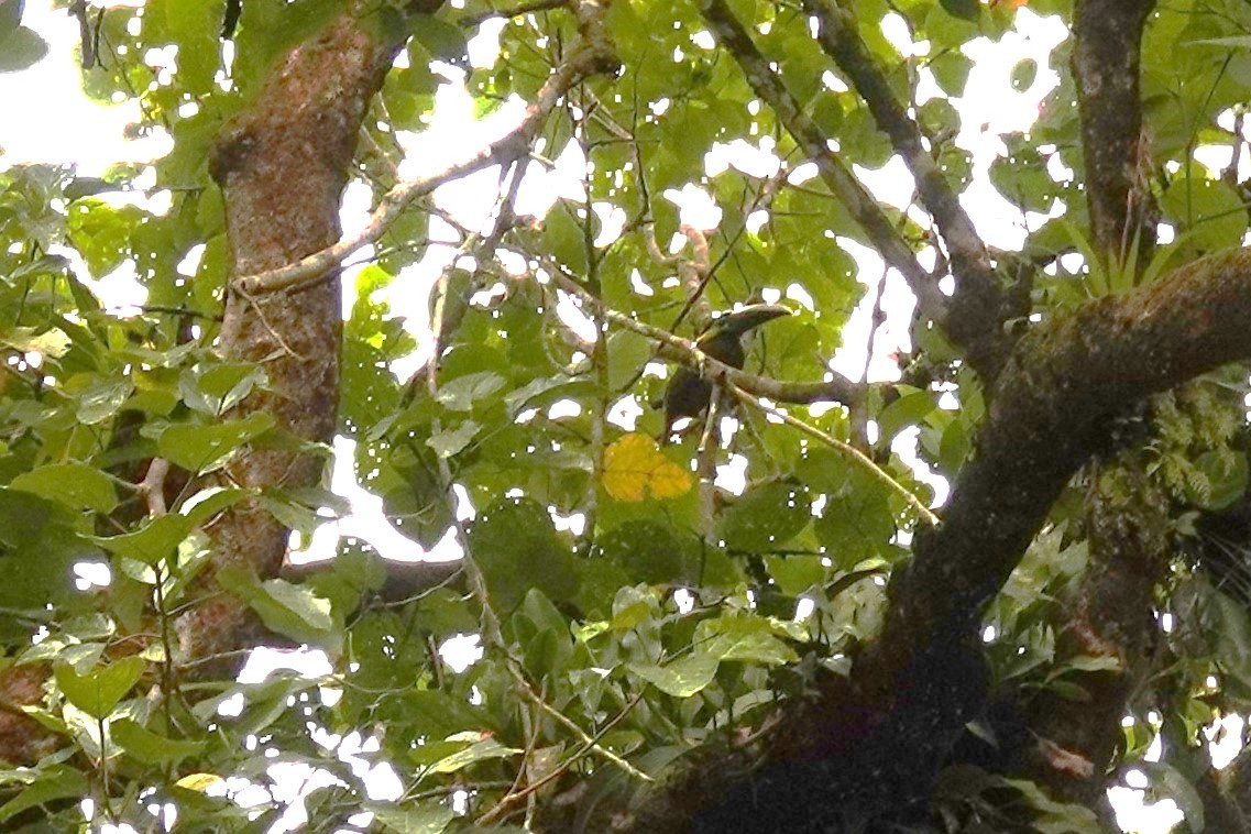 Yellow-eared Toucanet - ML618281049
