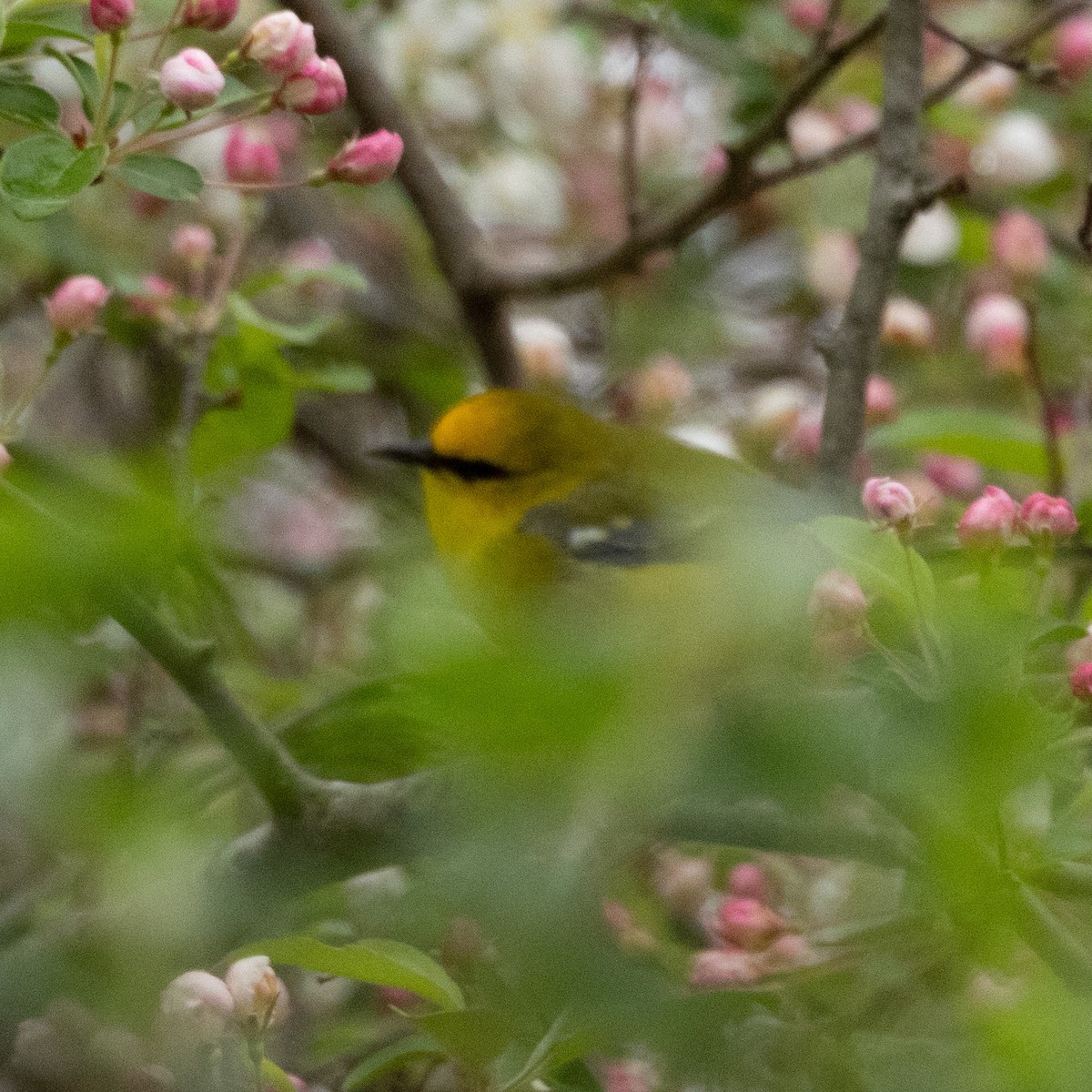 Blue-winged Warbler - Mary McKitrick
