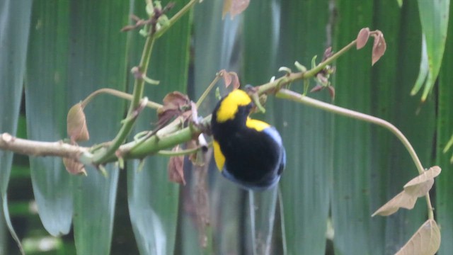 Blue-winged Mountain Tanager - ML618281070