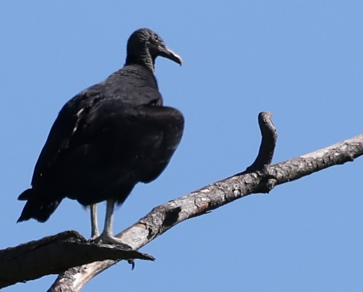 Black Vulture - ML618281074