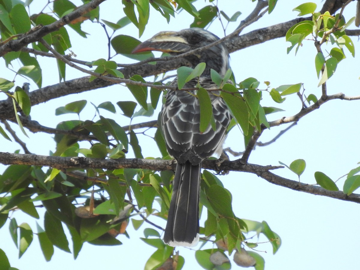 African Gray Hornbill - ML618281080