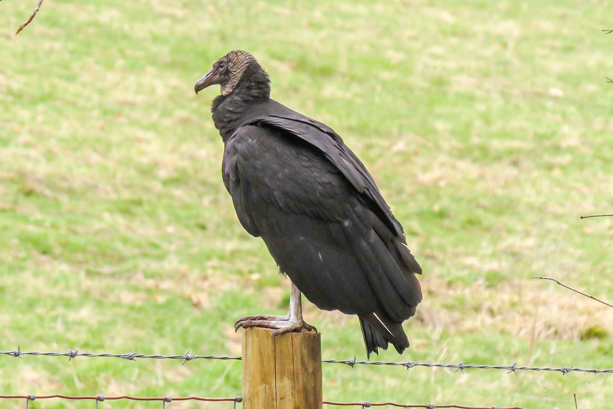 Black Vulture - Kurt Gaskill
