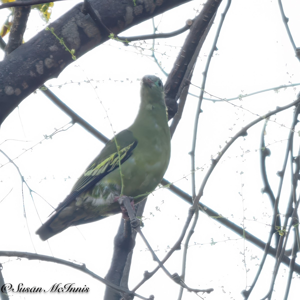 Thick-billed Green-Pigeon - ML618281110