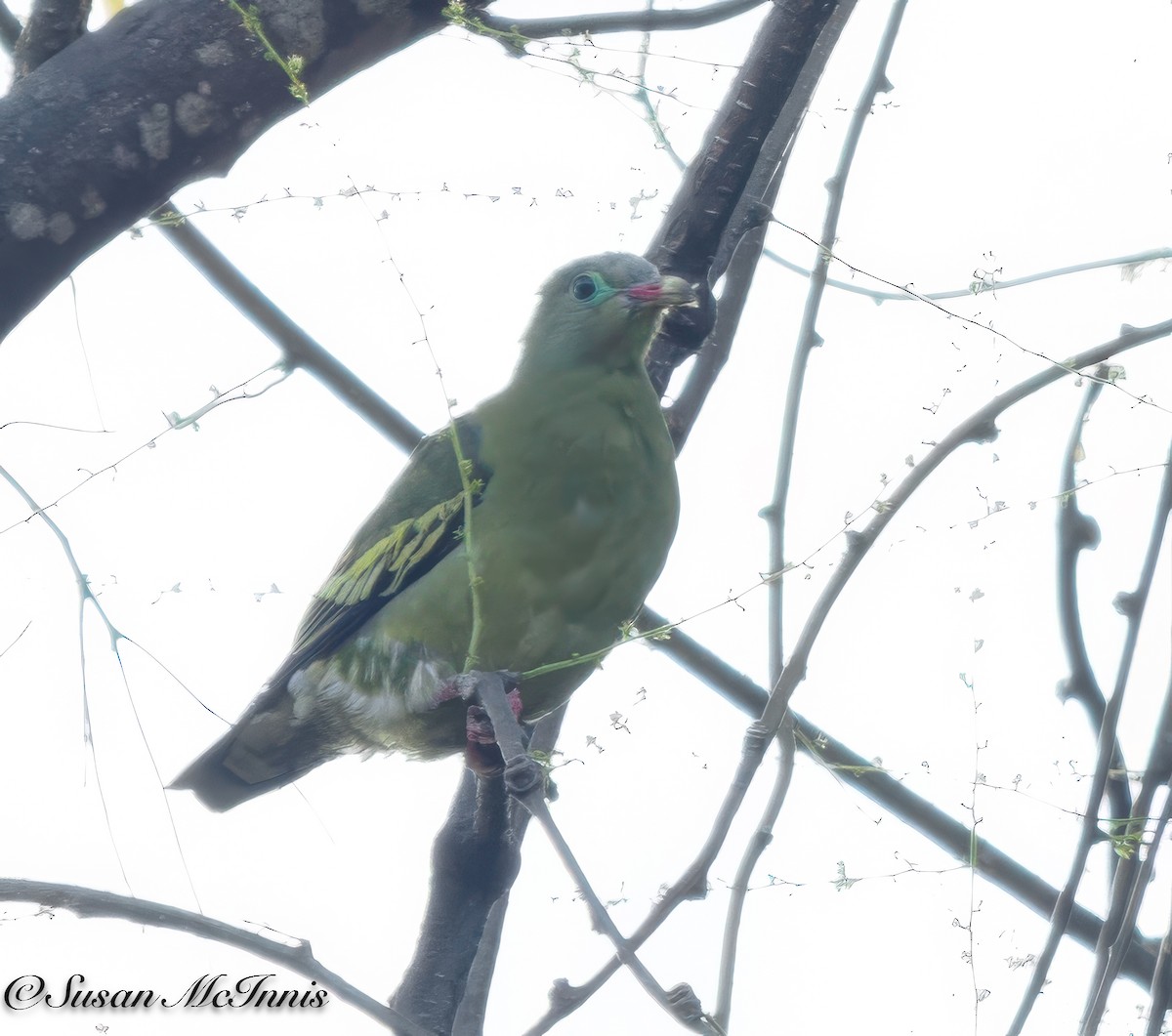 Thick-billed Green-Pigeon - ML618281129