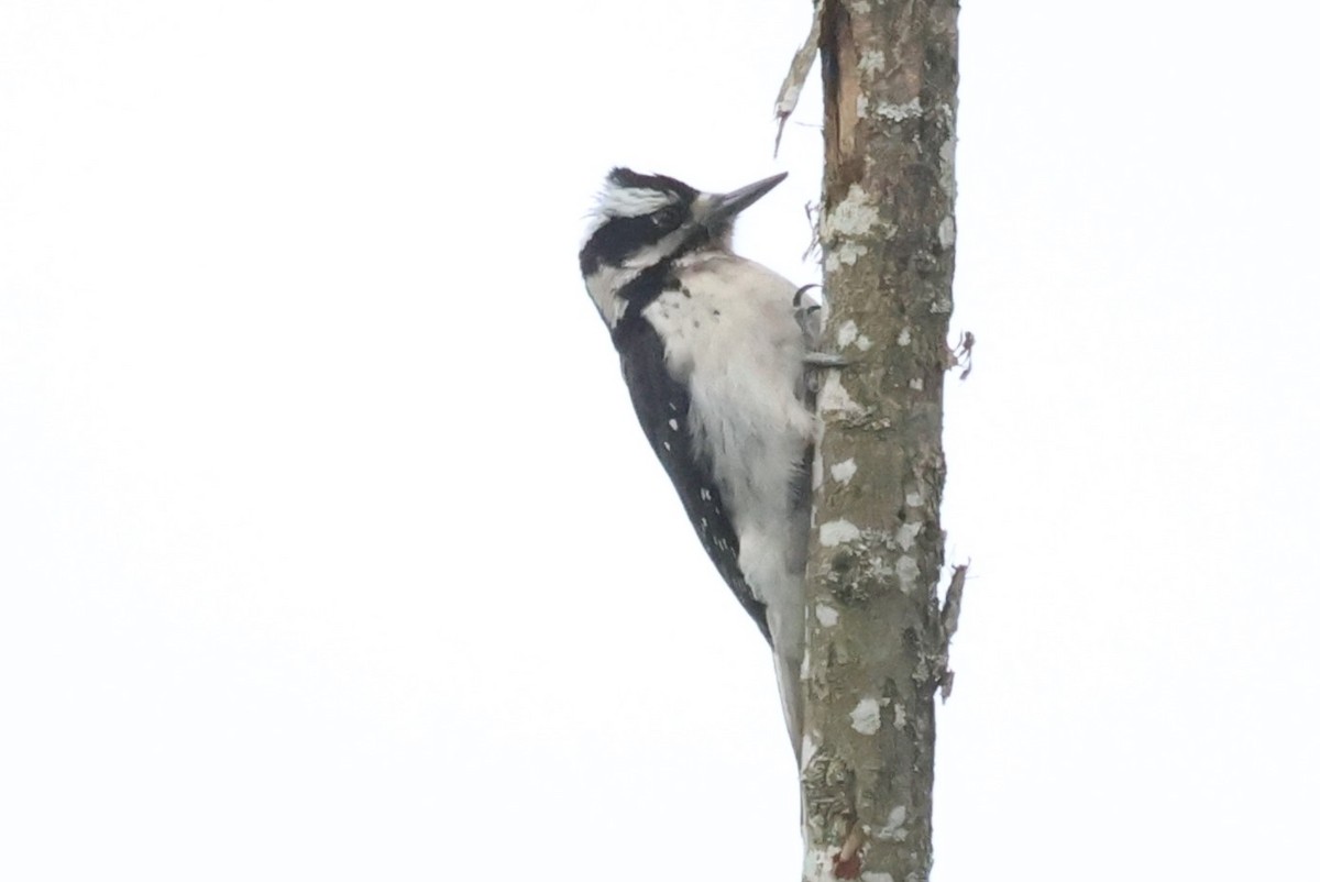 Downy Woodpecker - ML618281130