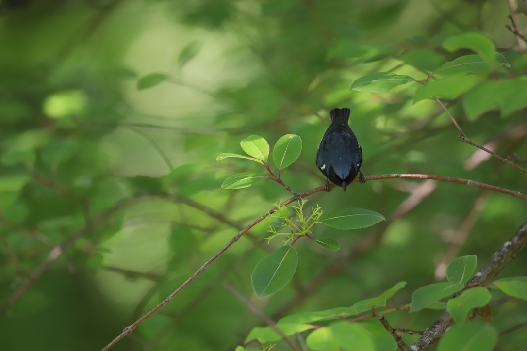 Black-throated Blue Warbler - Jason Terry